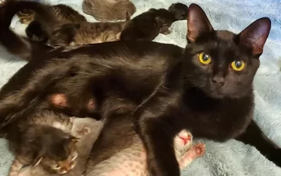 Kittens galore!