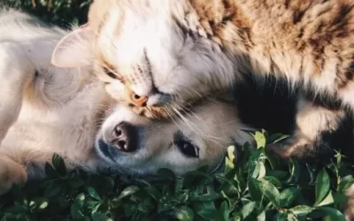 STATEMENT FROM EYAL LICHTMANN, CEO, REGIONAL ANIMAL PROTECTION SOCIETY and FEARN EDMONDS, PRESIDENT