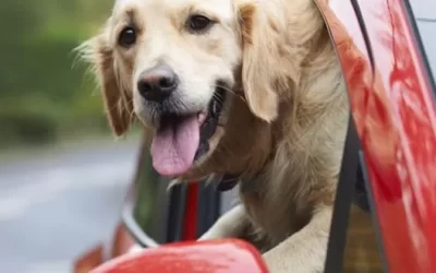 Summer safety for pets