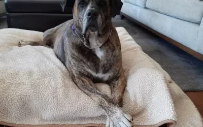 Healthy and happy, Bailey finds forever home