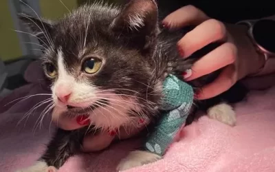 Concerned employees help RAPS save cats
