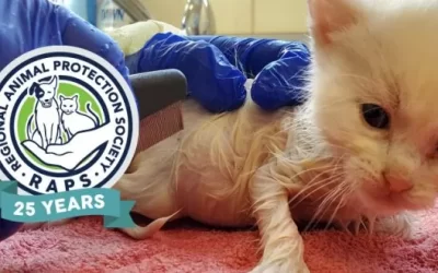 RAPS Saves Scores of Cats and Kittens in Large Rescue Operation