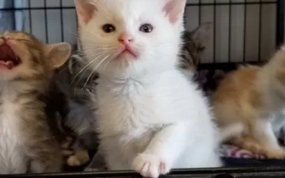 Update on Rescued Cats and Kittens