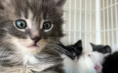 Update on Rescued Kittens and Cats – April 16, 2020