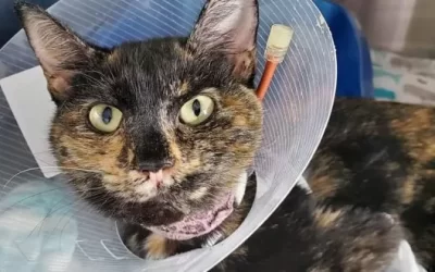Emergency surgery for Nanaimo cat
