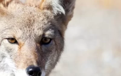 Pets and human safety around coyotes