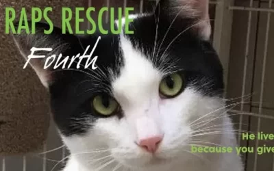Rescue Rescue – Fourth