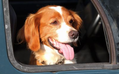Keep Your Loved Ones Safe All Summer