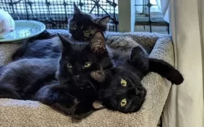 Kitten Adoption Event
