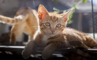 July 10 is National Kitten Day!