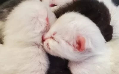 What do dozens of cats and kittens have to do with Giving Tuesday?