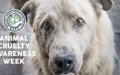 Animal Cruelty Awareness Week
