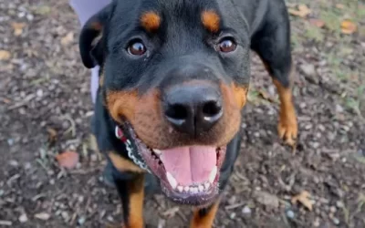 Big baby Balloo wins our hearts