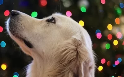 Holiday Hoopla