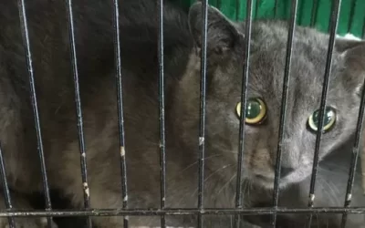 Family feeds feral cat, who then finds forever home at RAPS Cat Sanctuary