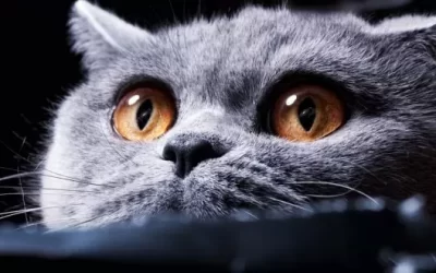 Keep your pets safe and happy at Halloween