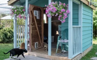 Big improvements at RAPS Cat Sanctuary