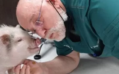 Big News: RAPS Animal Hospital opens to more animals