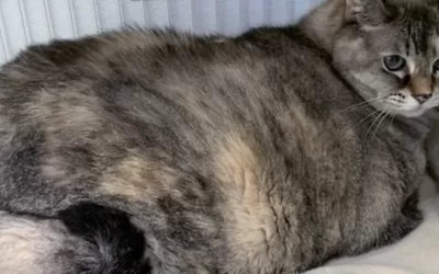 Chonky cats get diet advice