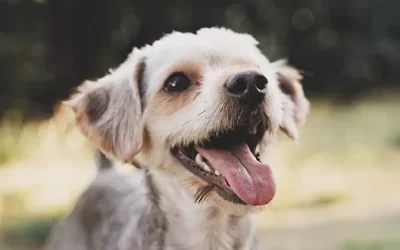 Microchipping is a Must