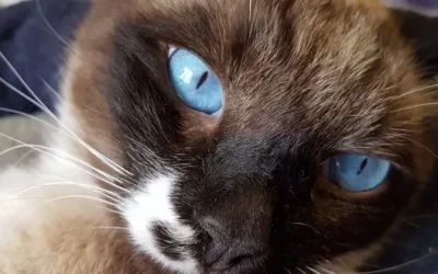 Cat Sanctuary – Time for Renewal