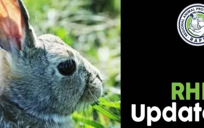 Rabbit Hemorrhagic Disease Update – Rabbits Sent for Testing
