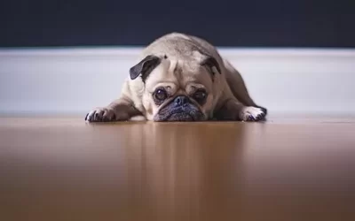 Dogs and Seasonal Affective Disorder (SAD)