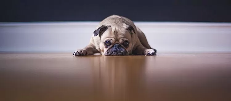 RAPS-SAD-Blog-Banner-750×350-750×330.jpg