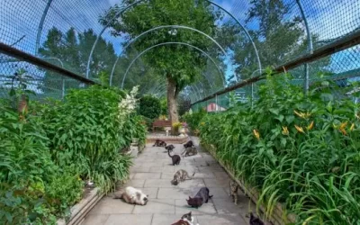 Statement from the Board and CEO of the Regional Animal Protection Society