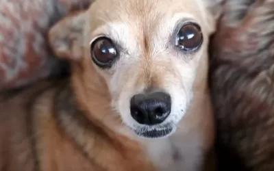 Help Us Keep Our Promise to Rhoda