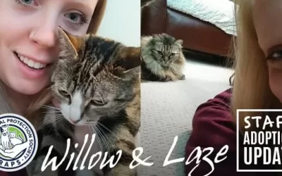 Staff Adoption Stories 2: Willow & Laze