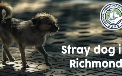 Stray dog in Richmond? Call RAPS!