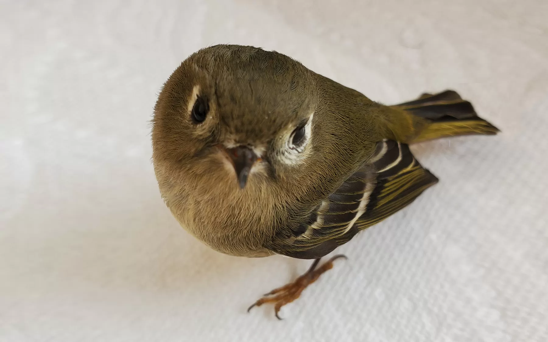 RAPS-WILDBIRD-WEB.jpg