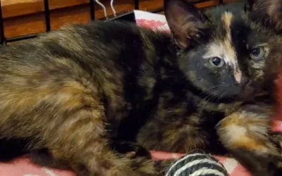 Cats just keep coming!