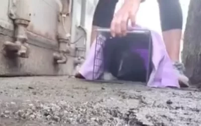 Wait … that’s not a kitten!