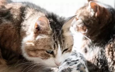 Ever wonder how we name the animals in our care?