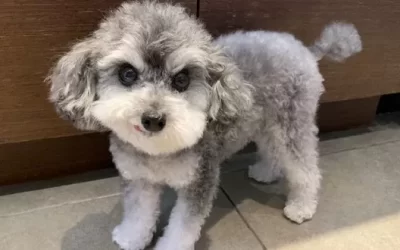 Emmy finds her perfect home