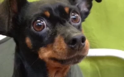 Adopted! Remember Annie?