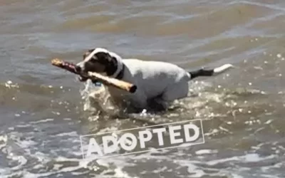 Buddy