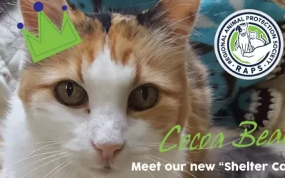Meet Cocoa, RAPS’ new shelter cat