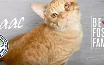 Support a RAPS kitty