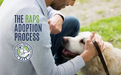 The RAPS Adoption Process