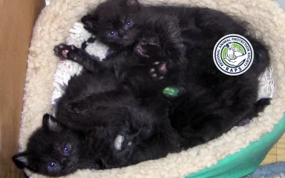 Auto wrecker finds kitten surprise