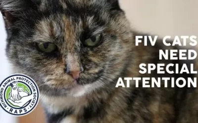 FIV cats need special attention
