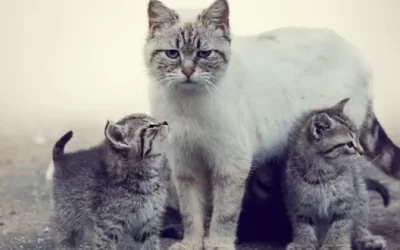 Foster Program – Pregnant Moms and Orphaned Kittens
