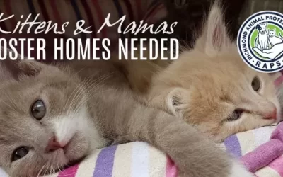 Spring’s sprung – and we need foster homes for kittens and mamas