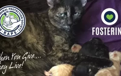 Fostering helps animals prepare for forever homes