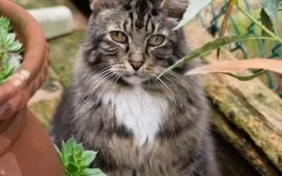14 Years of Volunteering at RAPS’ Cat Sanctuary