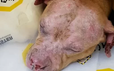 Update on Isabelle