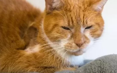 Adopt a miracle!